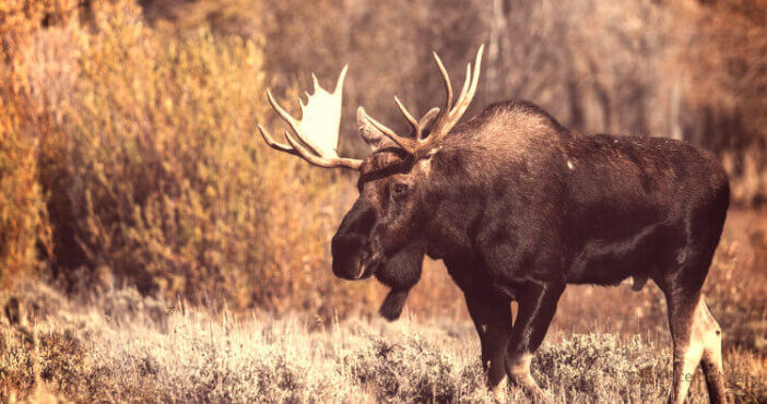 Moose