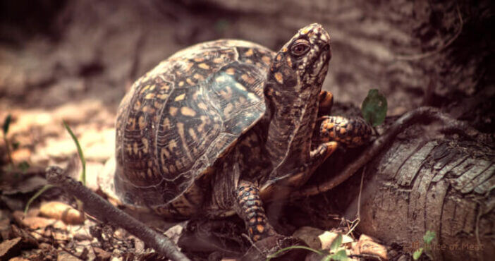 What Does Turtle Meat Taste Like & How Do You Cook It Well?