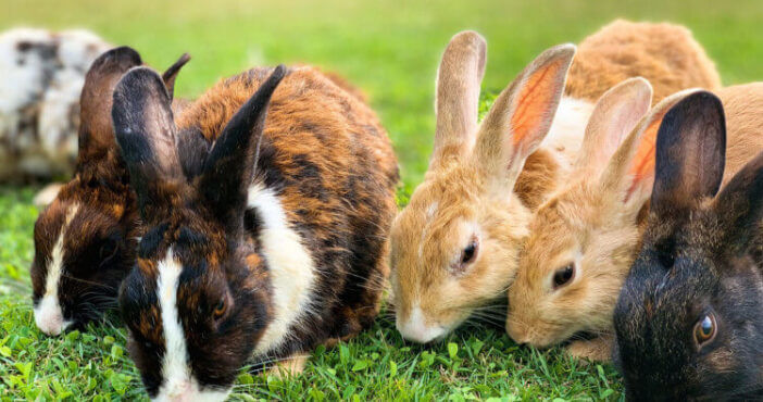 Rabbit Meat