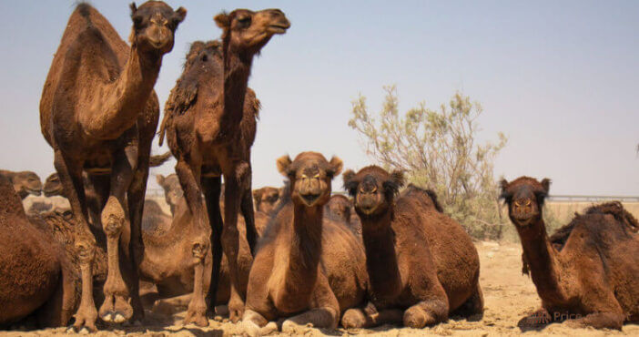 Camel Meat