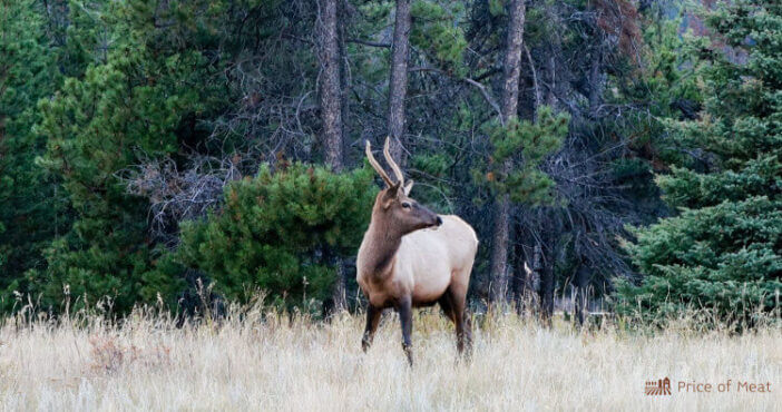 Caribou
