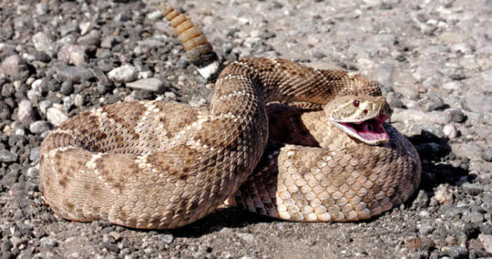 Rattlesnake Meat