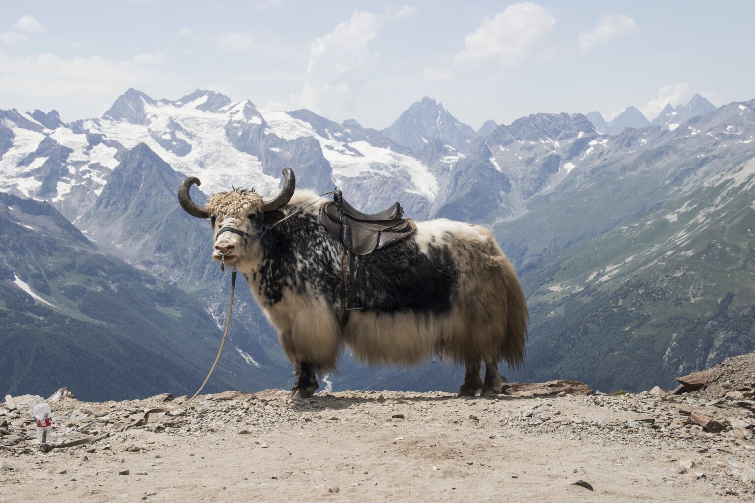 yak-meat-how-it-tastes-how-to-cook-where-to-buy