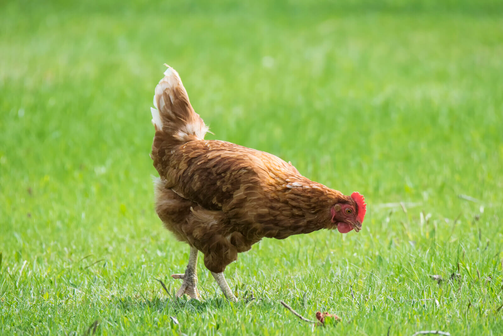 10 Benefits of Pasture-Raised Chickens for Healthier and Tastier Meat