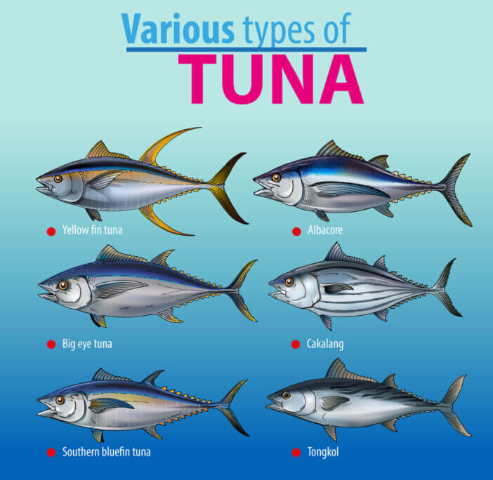 Types of Tuna