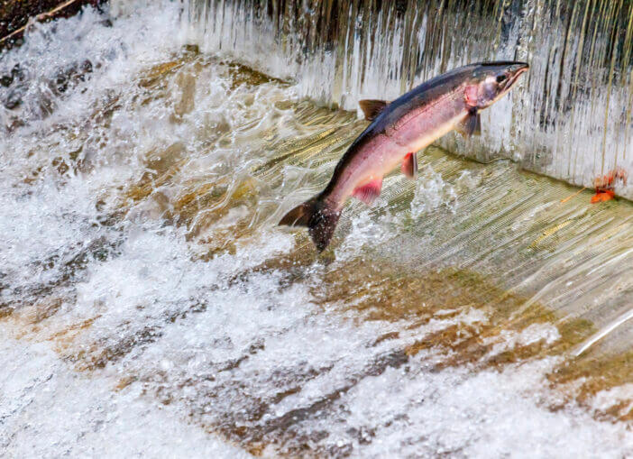 Chinook Coho Salmon Jumping Issaquah Hatchery Washington State