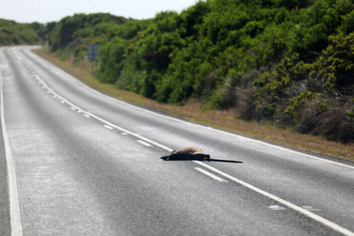 Dead Kangaroo in Australia Down Under
