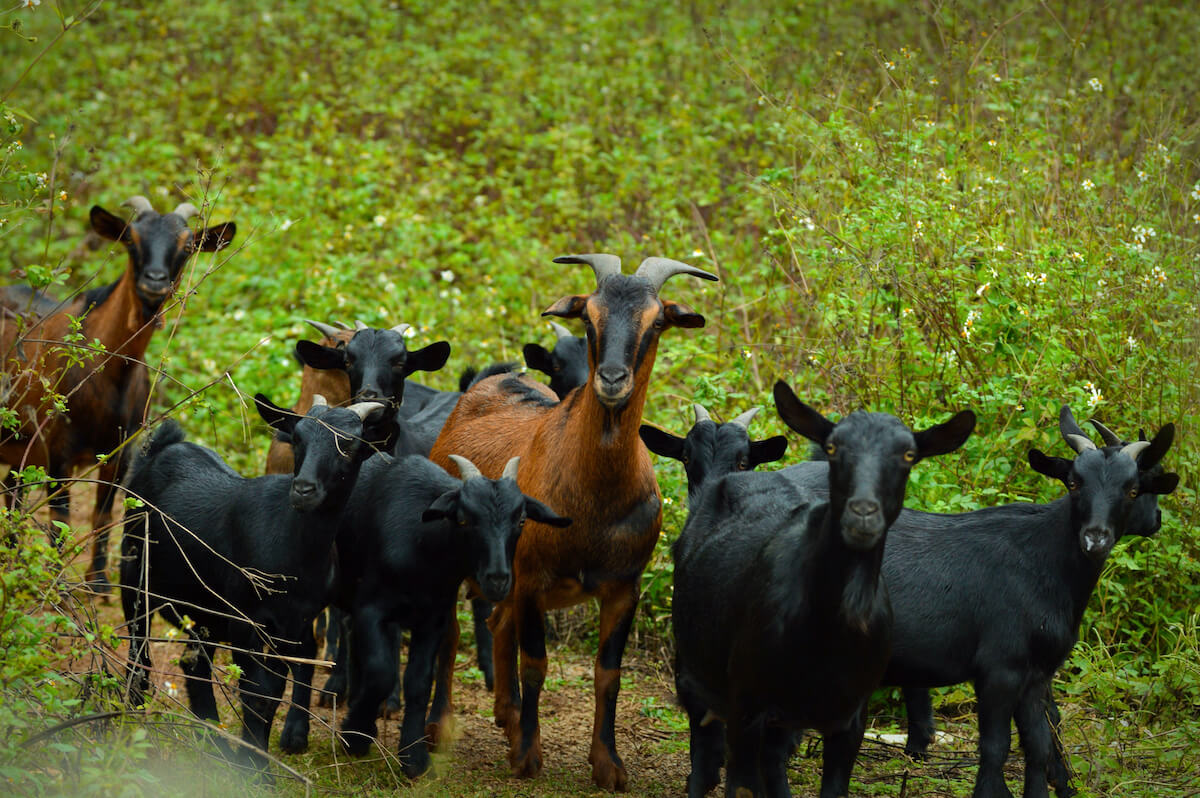 Best Meat Goats For Your Homestead Boost Nutrition And Minimize Care