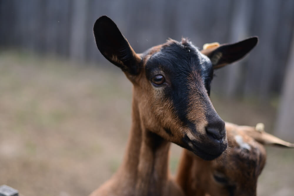 8 Largest Goat Breeds To Raise For Meat And Milk