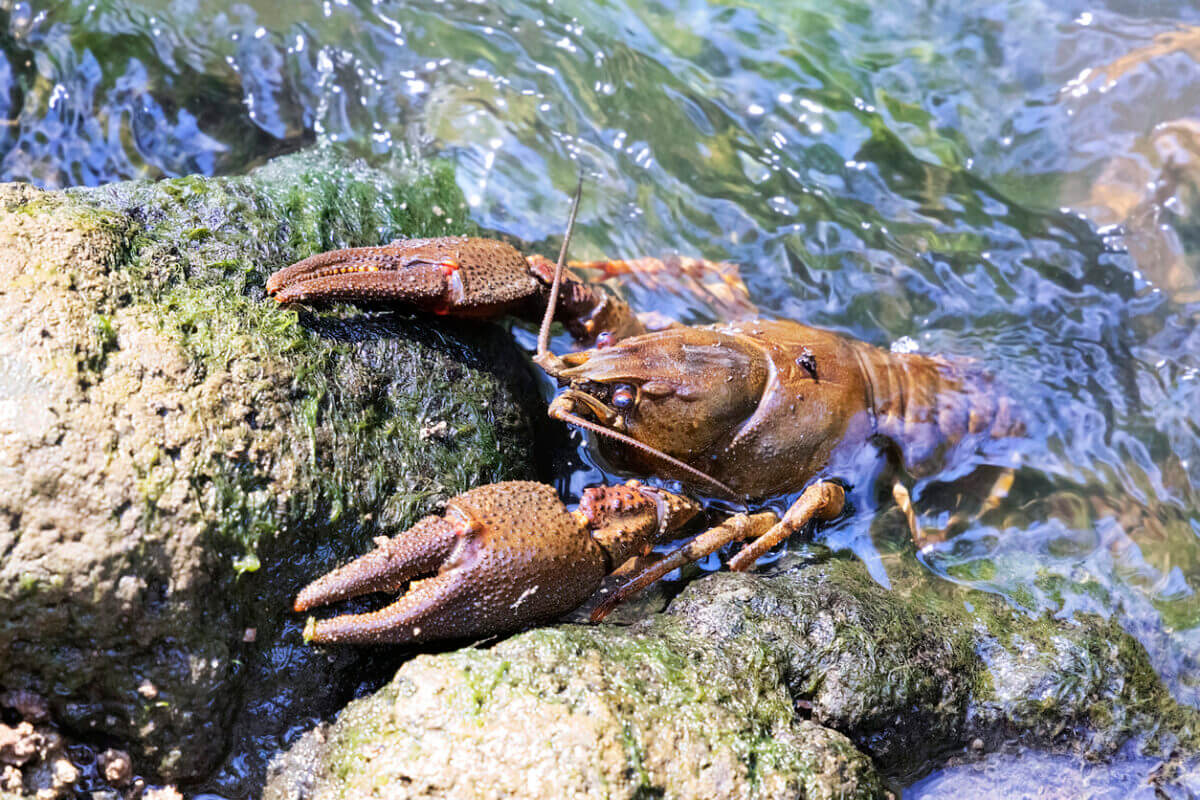 16 Foods Crayfish Eat In The Wild To Understand Their Diet Better