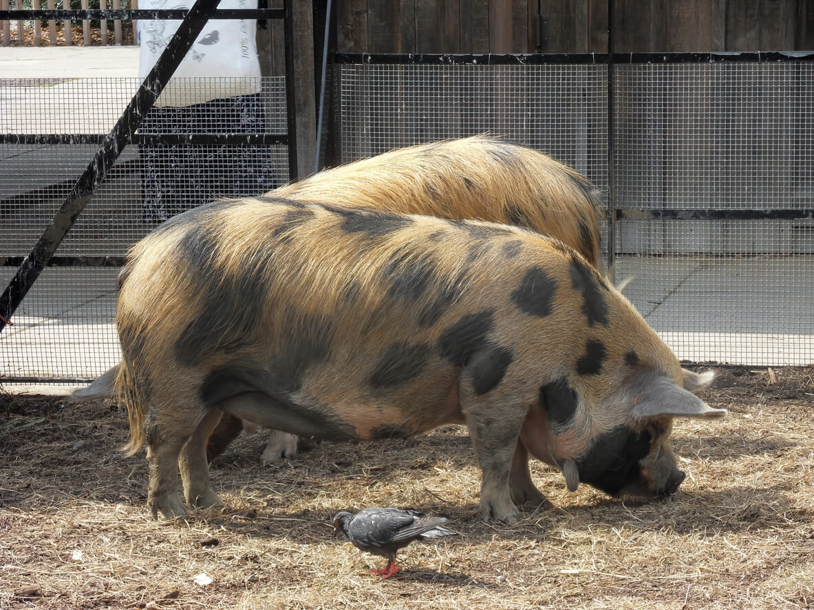 7 Largest Pig Breeds You Should Know for Better Meat Production