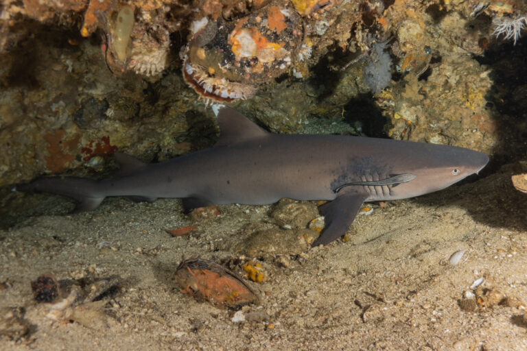 5 Edible Sharks You Should Try for a Unique and Delicious Meal