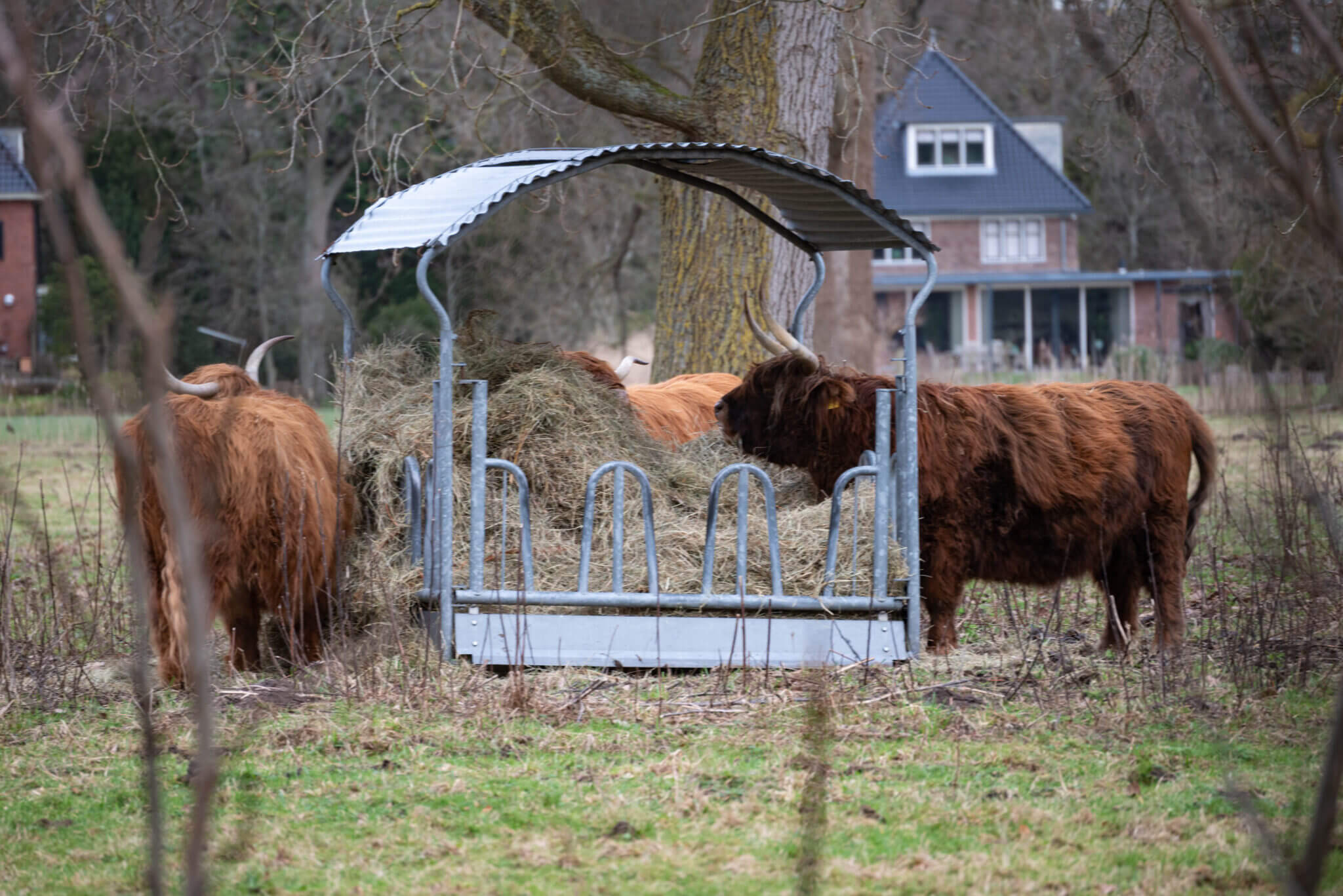 7 Uses Of Highland Cows To Benefit Your Farm 7-uses-of-highland-cows-to-benefit-your-farm
