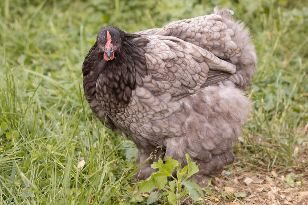 9+ Small Chicken Breeds Perfect for Any Backyard