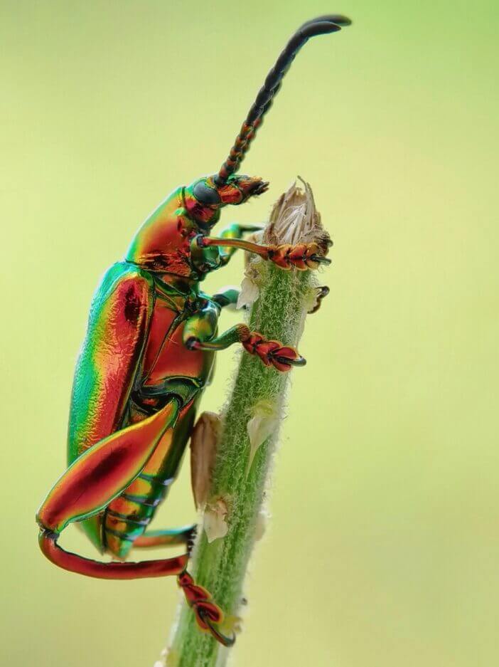 Jewel beetle on tree branch