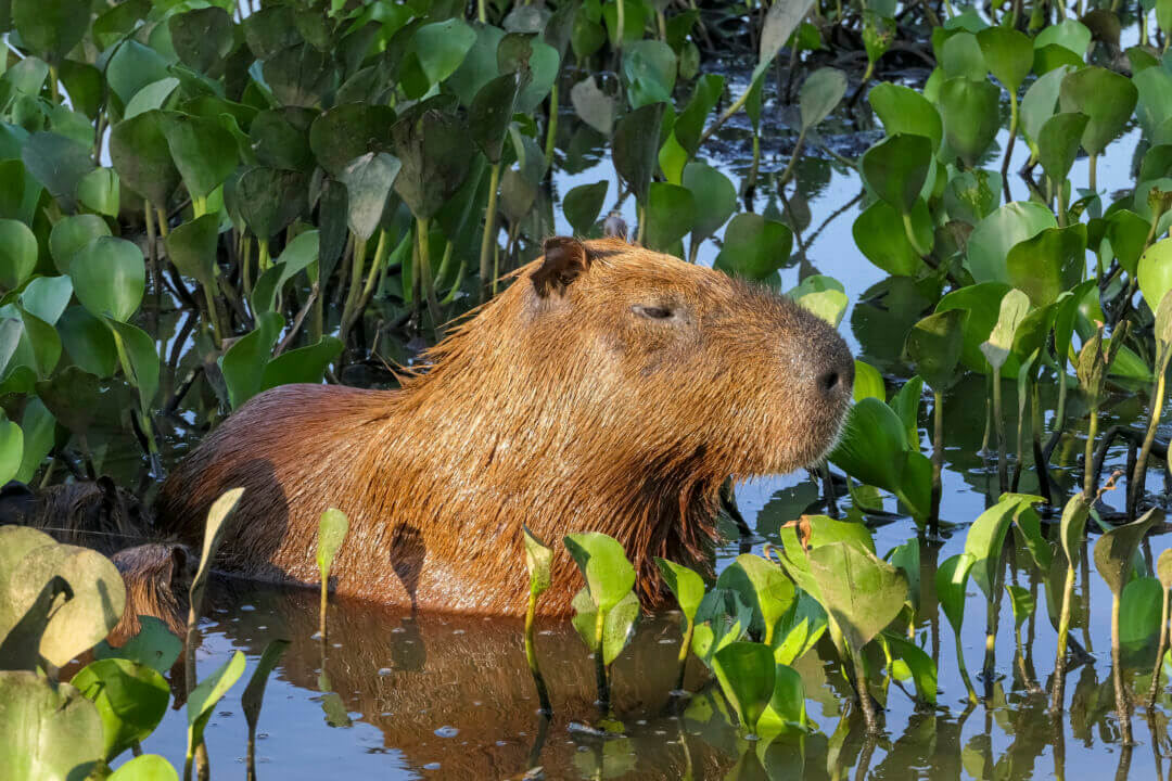 5 Facts About Capybara Meat You Need To Know