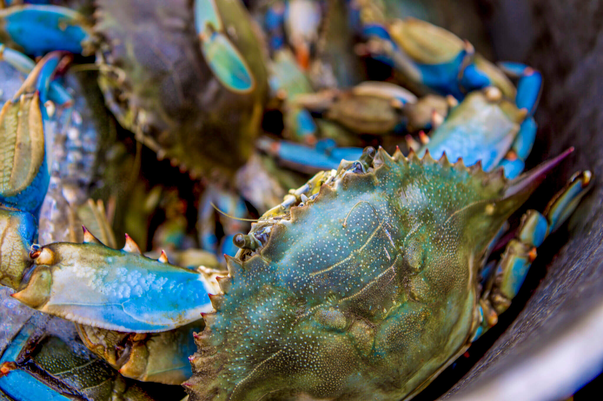 5 Reasons Texas Blue Crab Season Is Great For Families And Seafood Lovers