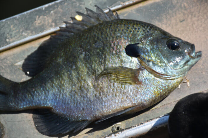 Colorful bluegill and sunfish