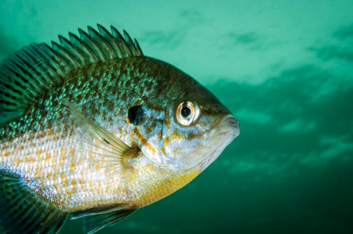 Pumpkinseed sunfish swimming underwater in the St. Lawrence River