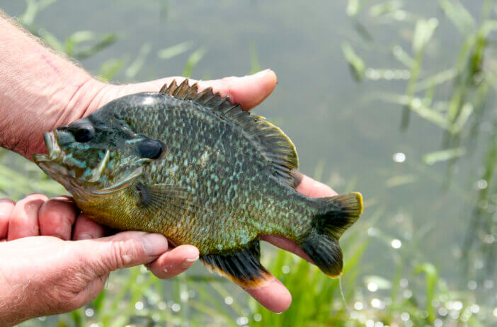 Sunfish being held for a close up with a lake in the background