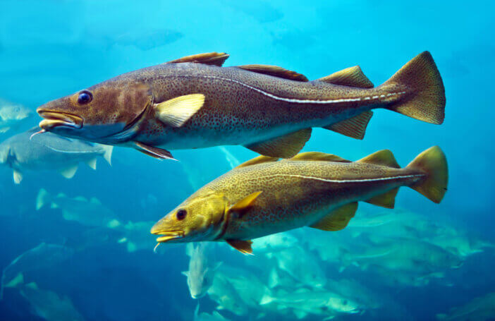 Cod fishes swimming underwater, Norway.