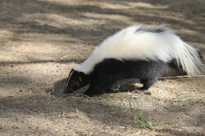 5 Feeding Skunks Tips to Avoid Health Risks