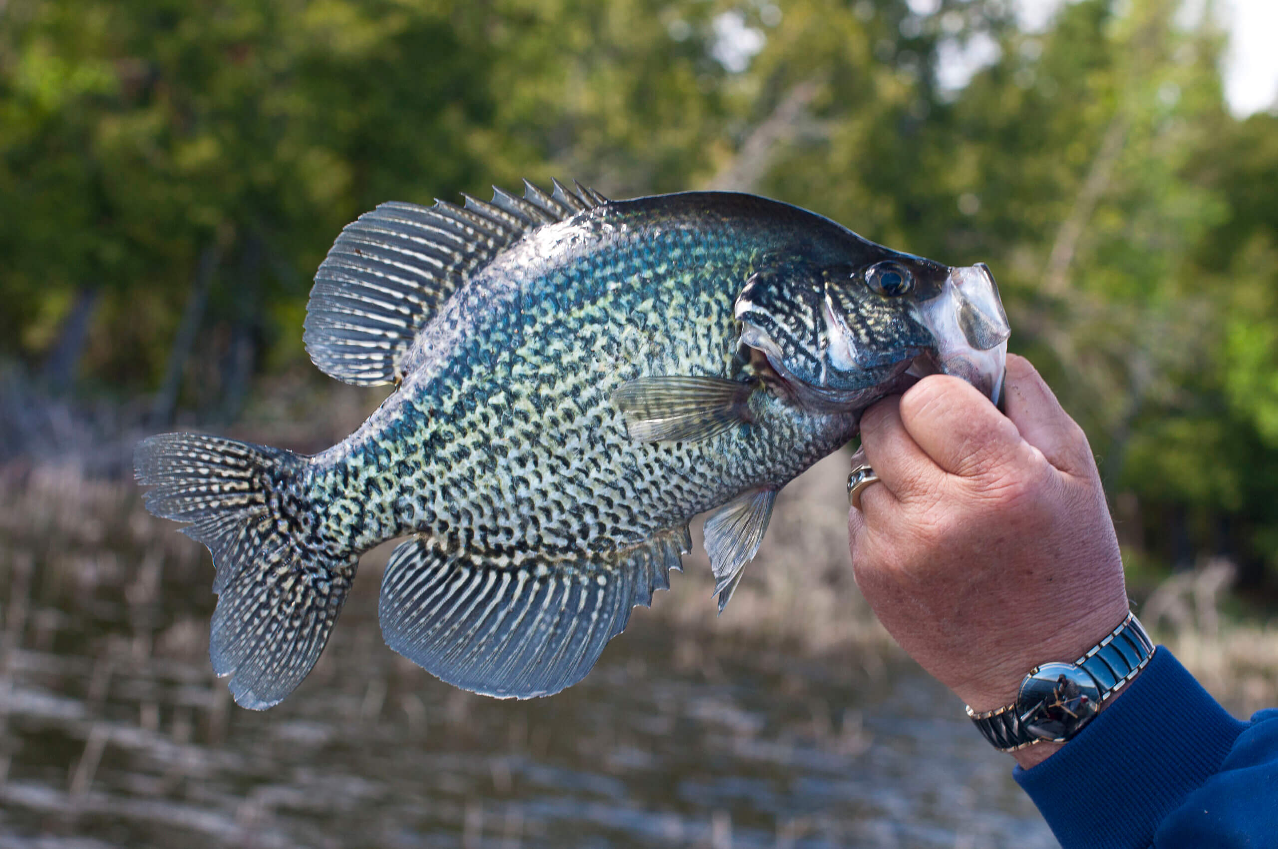 what is the best tasting panfish