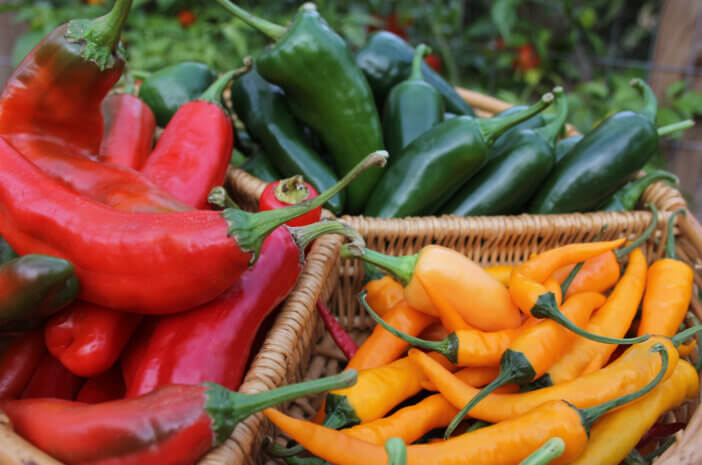 Poblano Peppers with Red Peppers and Yellow Peppers