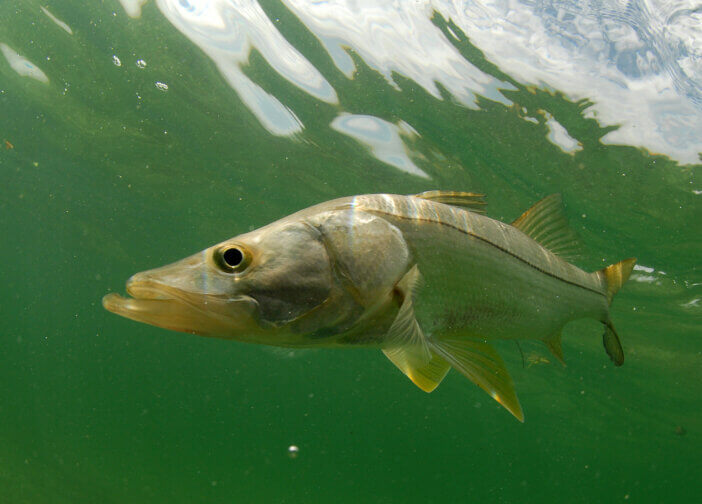 Snook fish swimming in the Atlantic Ocean off the coast of Florida