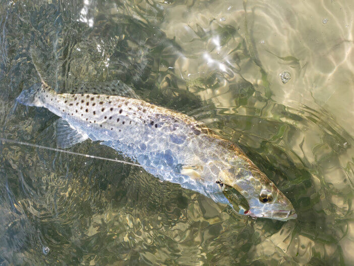 A speckled seatrout with a gold spoon in its mouth in clear water over a sandbar with seagrass in Tampa Bay, FL.