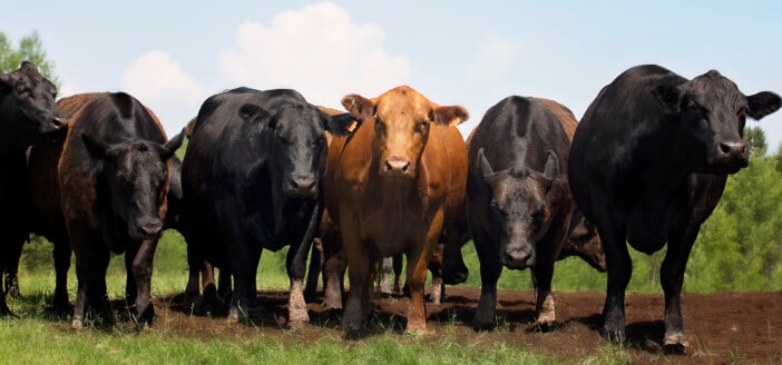 Angus beef cows lined up in a row.  Springtime in Wisconsin.