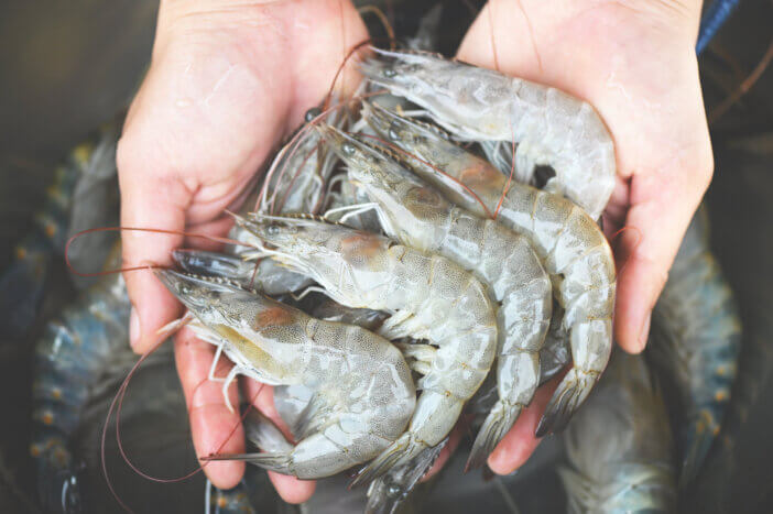 fresh shrimp prawns for cooking seafood food in the kitchen or buy shrimps on shop at the seafood market, white shrimp raw shrimps on hand washing shrimp on bowl