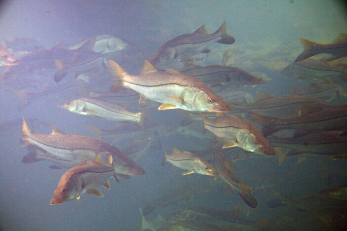 School of snook, Centropomus undecimalis, underwater in he Homosassa River, Florida