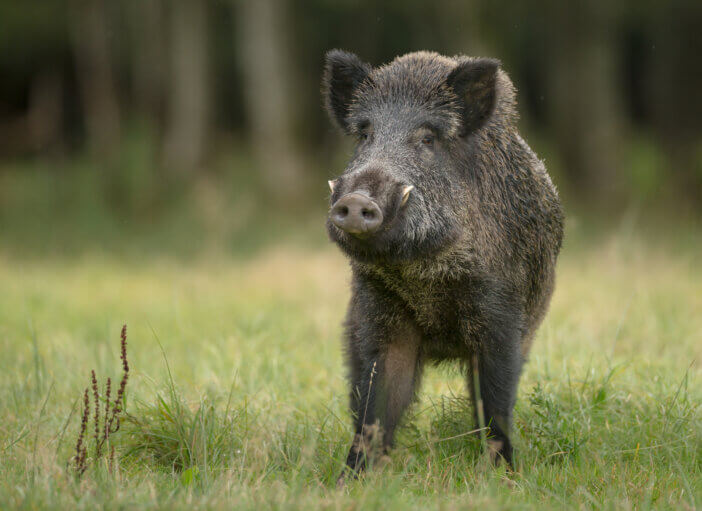 Вепрь животное картинки Which State Has the Largest Wild Hogs? 8 Examples from the US Wild Hog Crisis