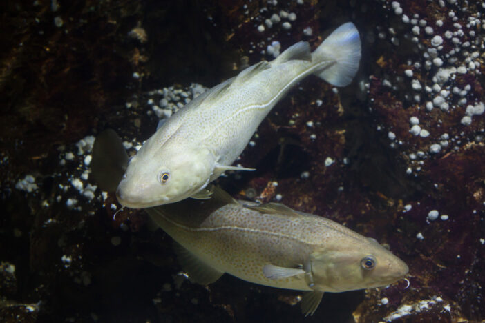 Atlantic cod (Gadus morhua). Marine fish.