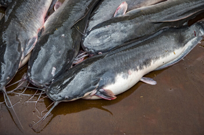 Catfish in the pond, kept alive to sell