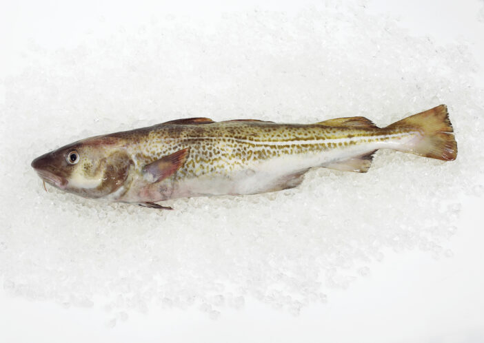 FRESH COD gadus morhua ON ICE