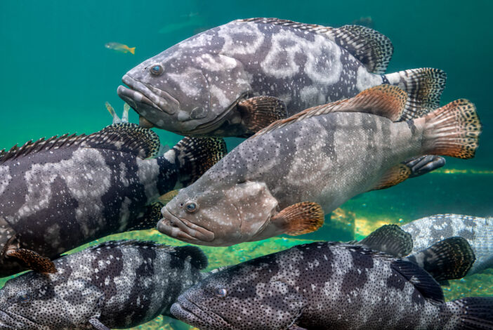 Giant grouper or brown spotted grouper fish swimming under green sea water with sun lighting.