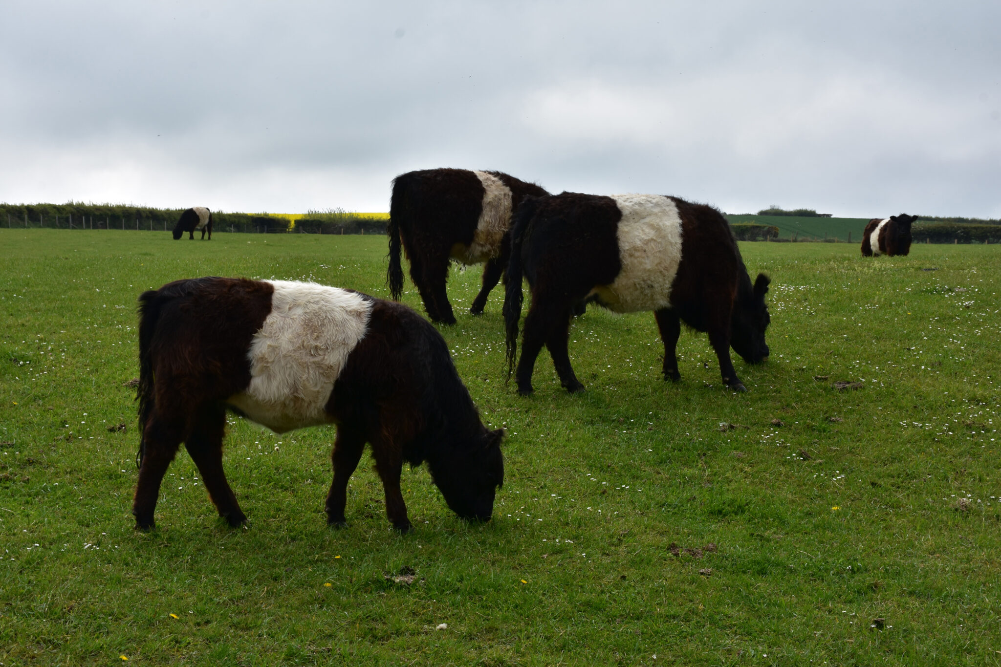 10 Belted Galloway Cattle Challenges to Avoid Farming Pitfalls