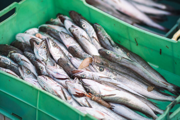 Freshly just caught cod or cods in plastic crates on a fishing wooden boat ready to be sold at the fish market