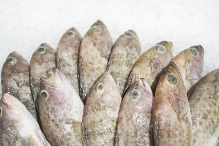 Close-up Pile of fresh small coney flower grouper sold arranged on ice display. Fish caught by fishermen. Concept for whole healthy food, nutrition, omega-3, animal protein, seafood.