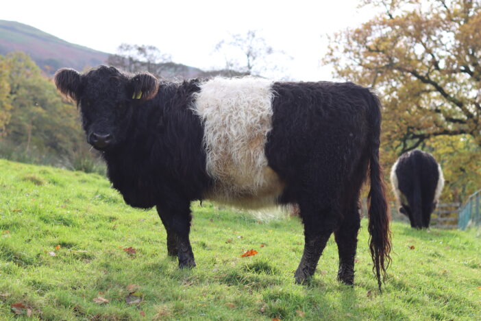 what are the disadvantages of a belted galloway cow