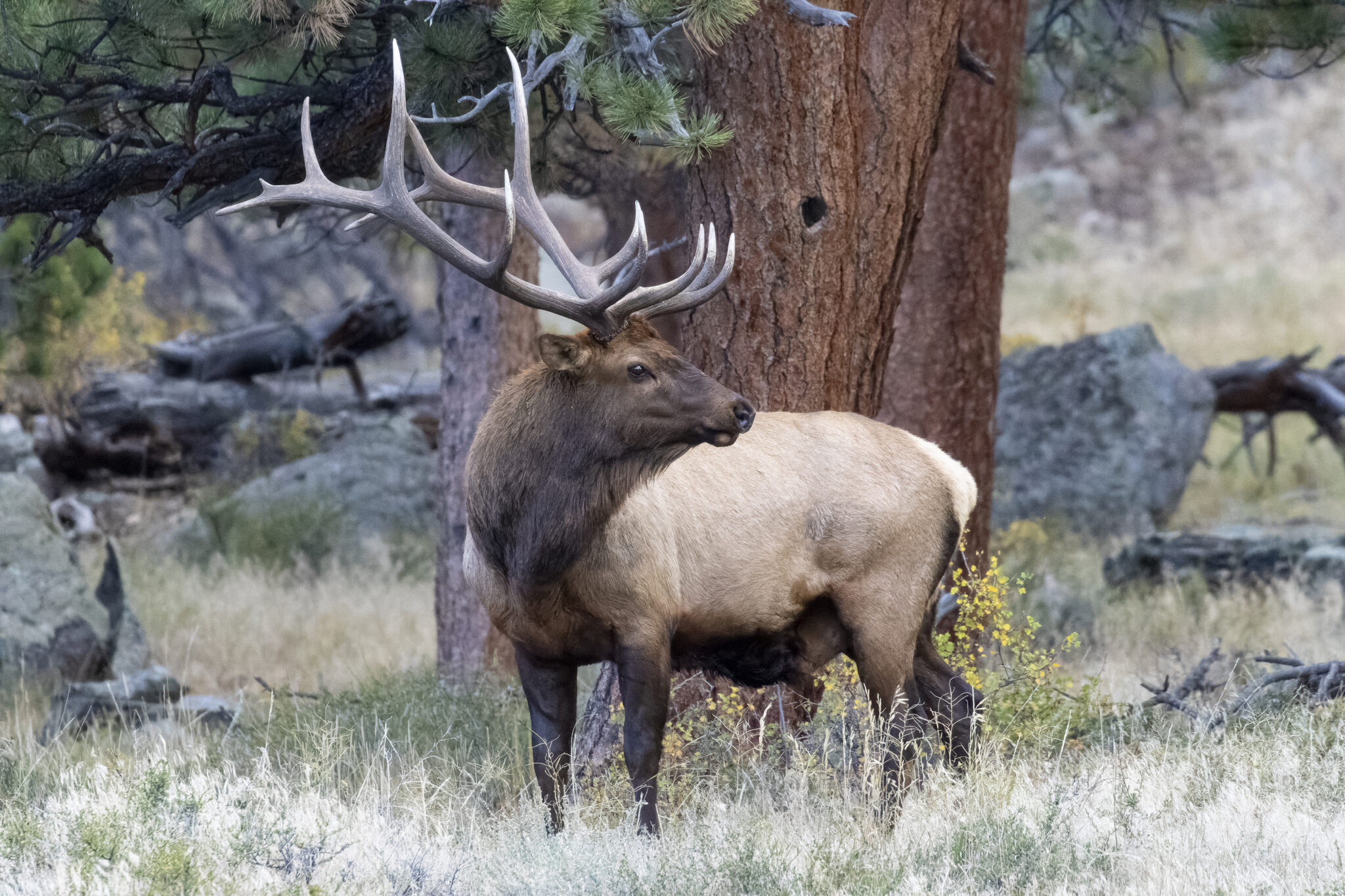 8 Surprising Uses For Elk Fat - Discover The Versatility Of This 