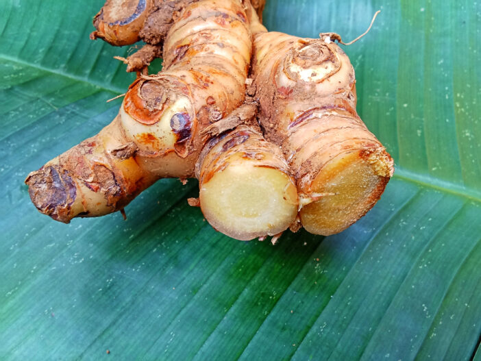 Galangal is a useful kitchen spice to healthy