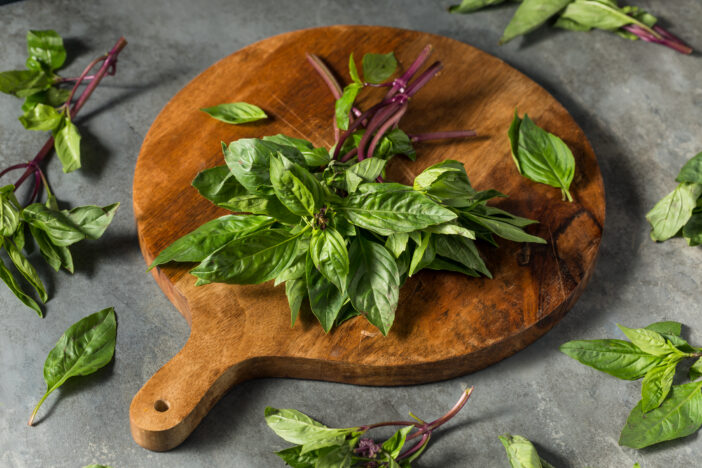 Raw Green Organic Thai Holy Basil in a Bunch