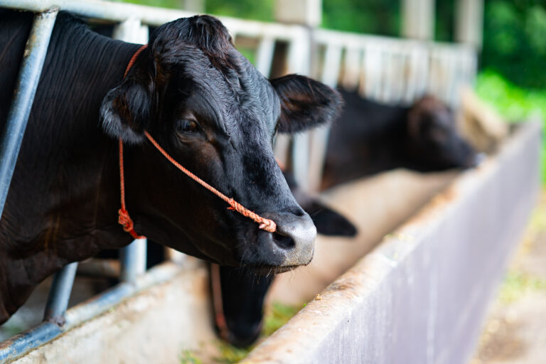 Cow feeding in farm is tajima mixed wagyu for meat food