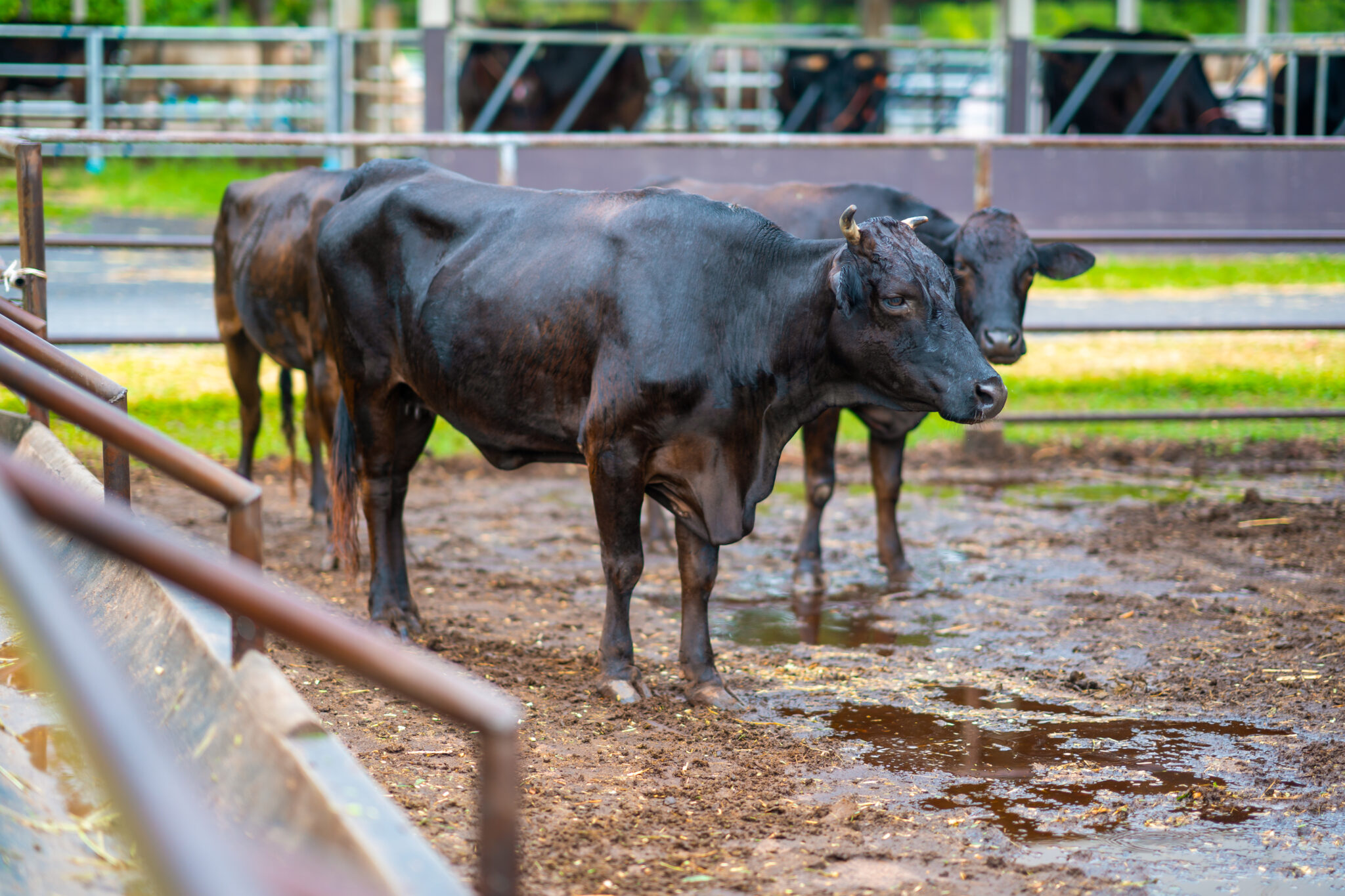 7 Wagyu Cattle Genetics Secrets to Boost Beef Quality