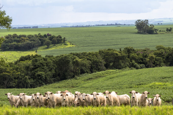 Herd of Nelore cattle grazing in a pasture