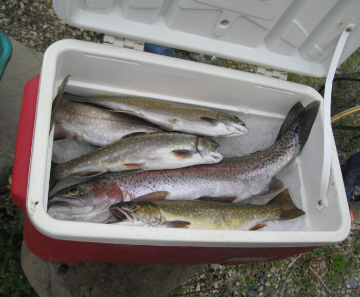 Close up the rainbow trout and other trout, ready for weighing.