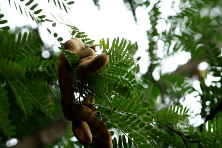 a bunch of nuts hanging from a tree